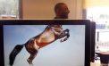 Desk safari: новая офисная мода Desk safari: новая офисная мода