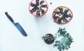 Как почистить гранат Как почистить гранат
