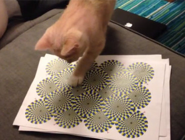 Действуют ли на кошек оптические иллюзии?