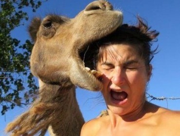 Верблюд чуть не откусил голову австралийской туристке
