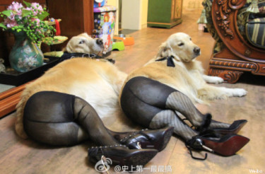 Собачий мем: китайские забавы
