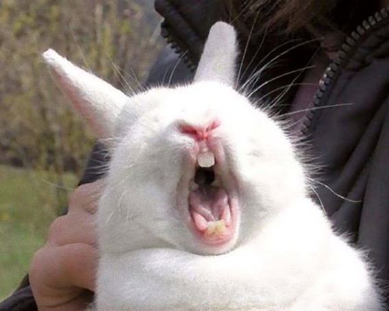 Не смотри на зевающего кролика