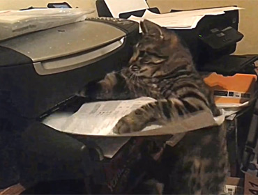 Видео сражающейся с принтером кошки позабавило интернет