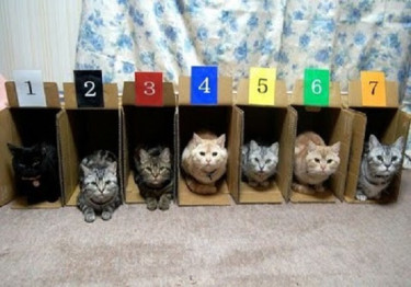 Правильный уход за организованными котиками