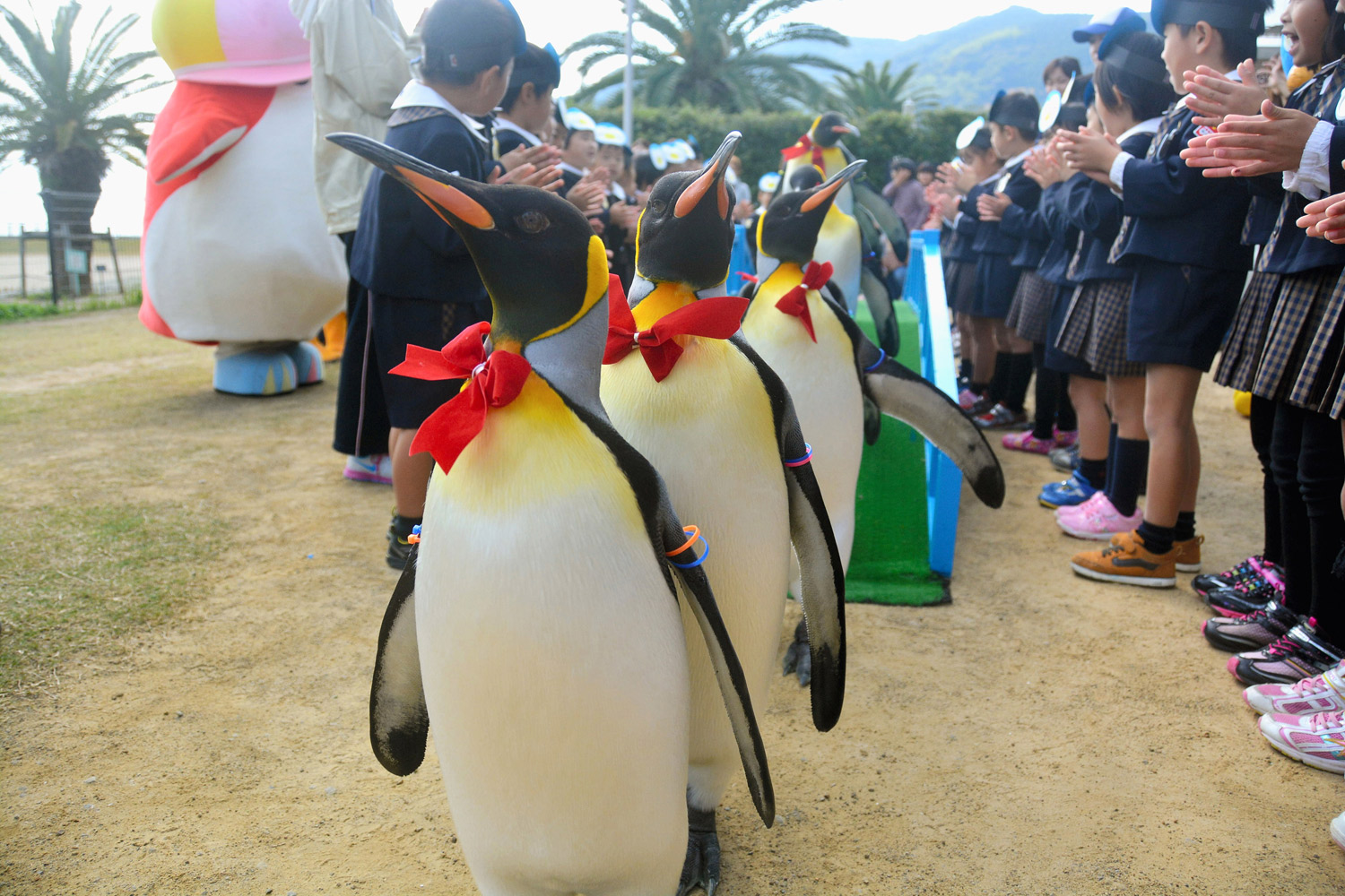 Парад пингвинов в бабочках