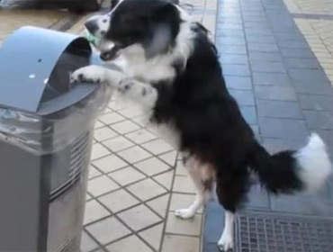 Эко-собака кладет мусор в урну