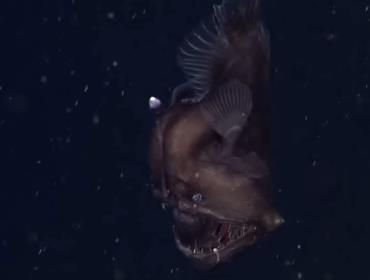 В объектив попало невероятное морское существо