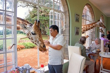 Жирафа можно погладить