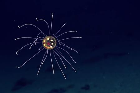 В океане обнаружили странную медузу