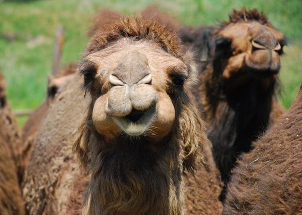 Верблюдов отстранили от конкурса красоты из-за ботокса