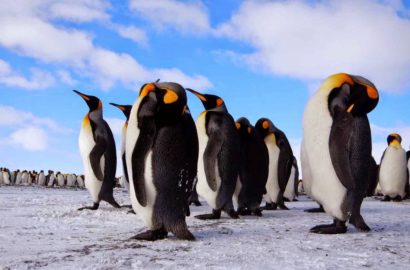 В Канаде замерзли пингвины